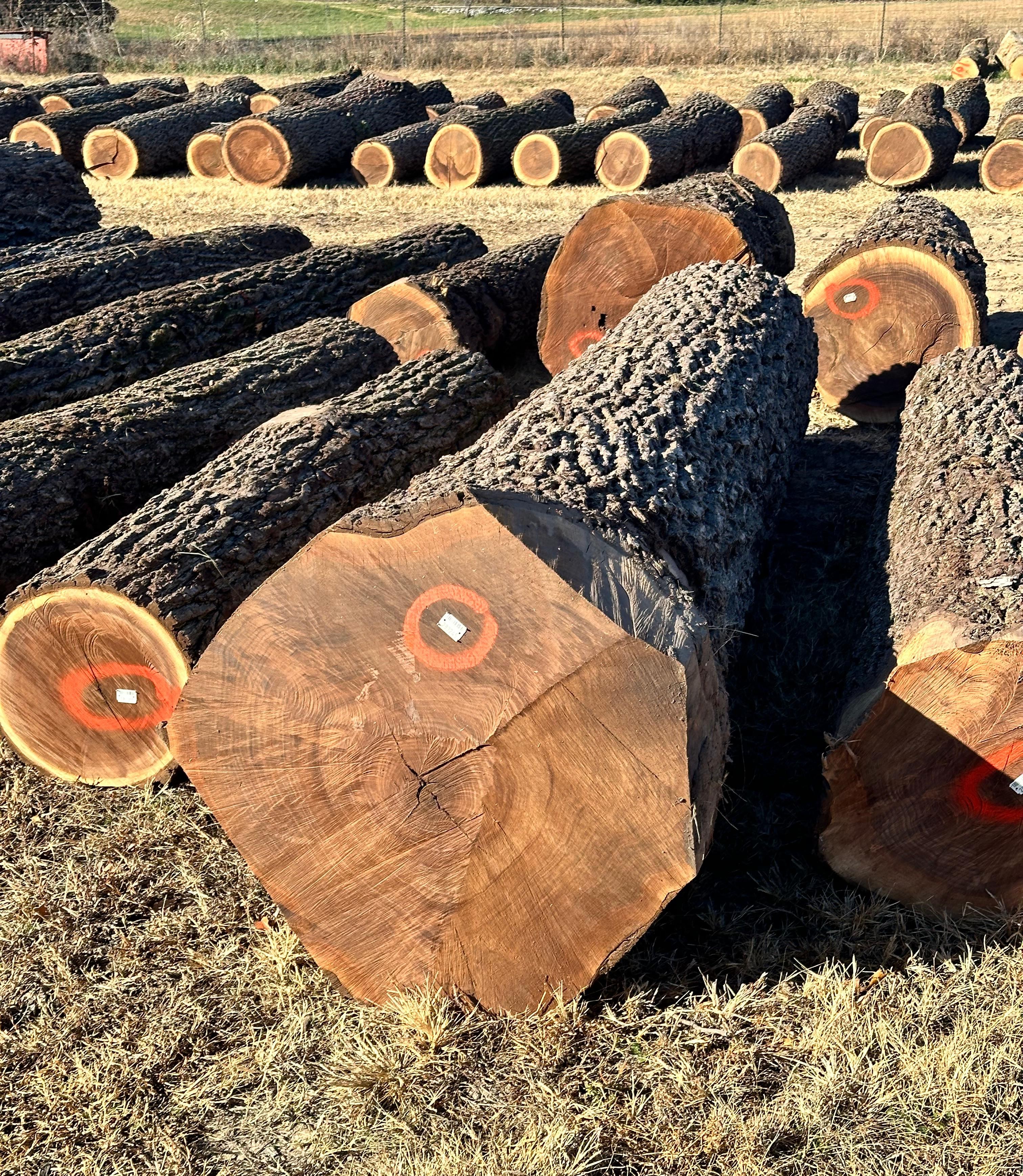 Rich dark-colored American Walnut logs with straight grain texture