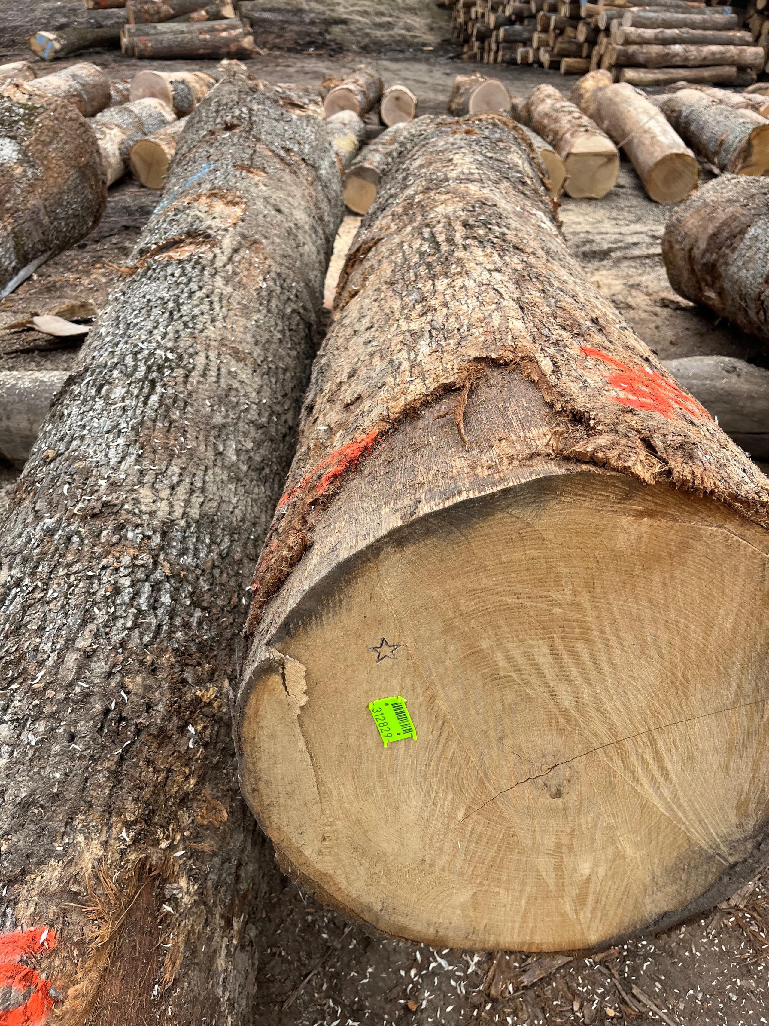 Appalachian oak logs with painted ends awaiting grading