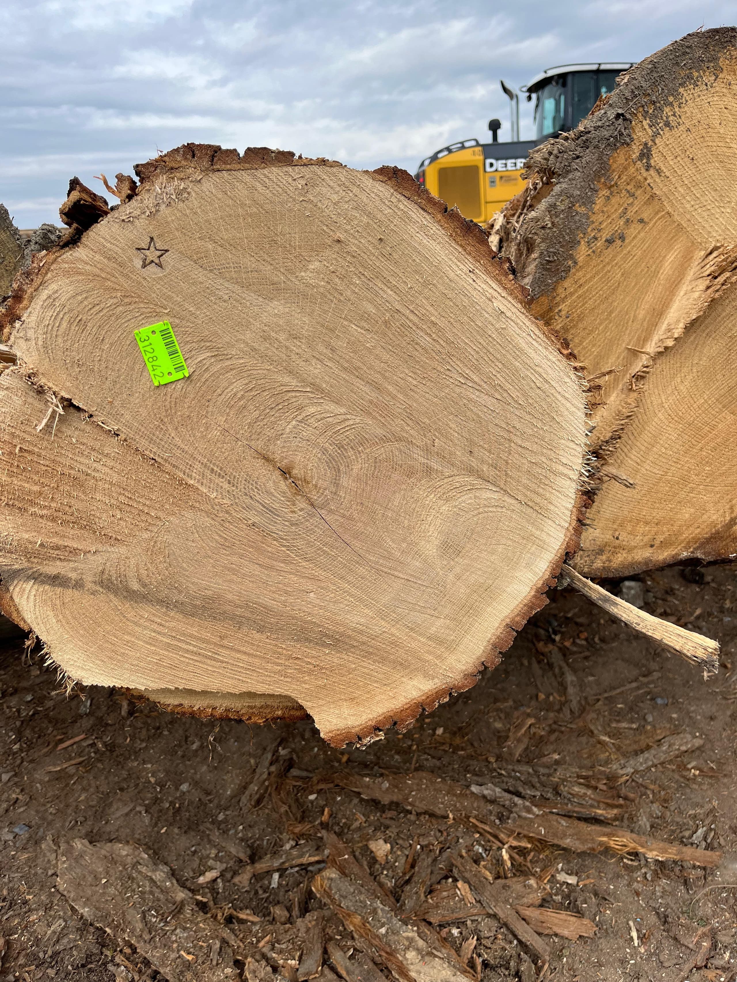 Large-diameter American oak veneer log showing a clean sawn face and tight growth rings