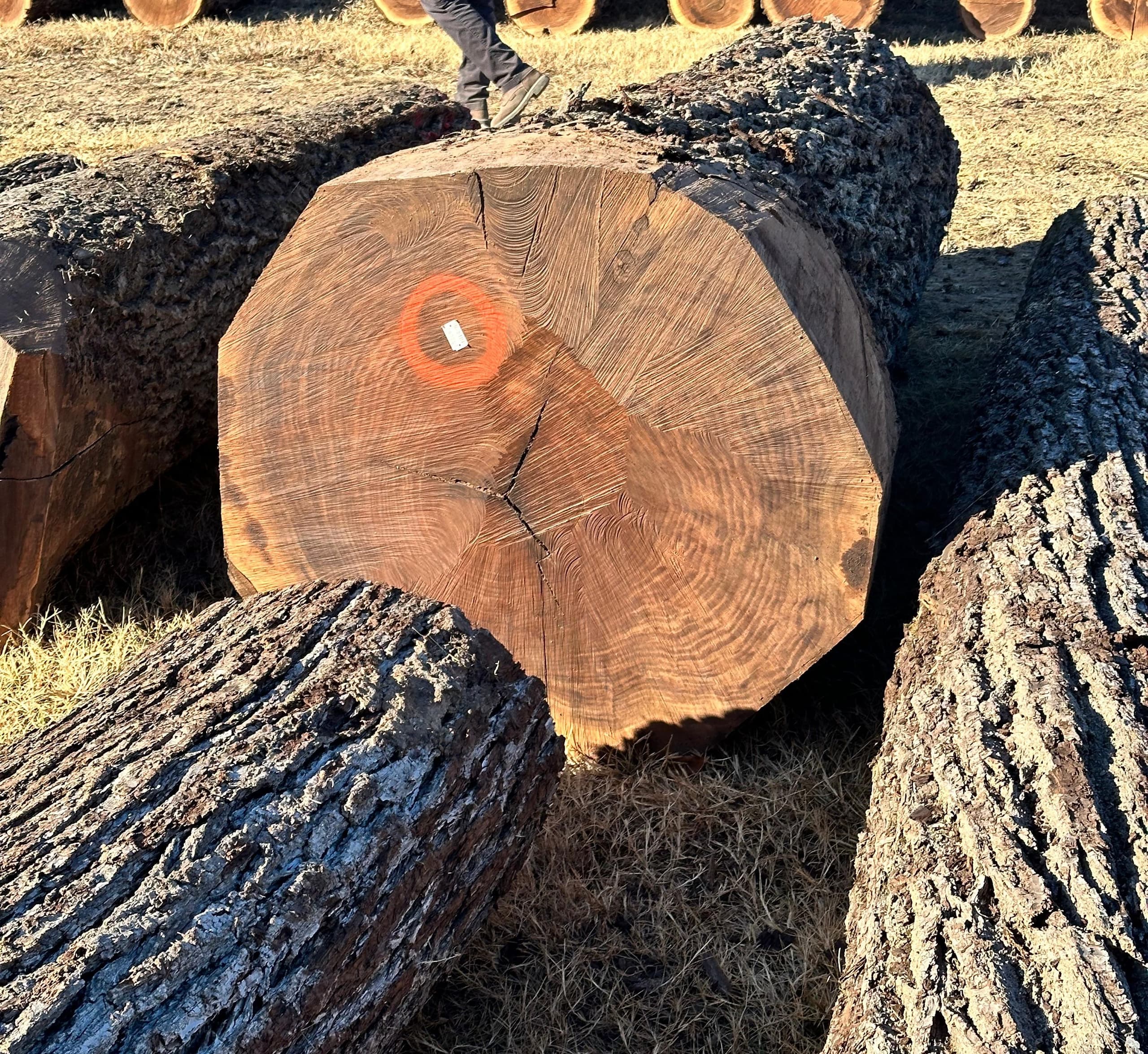 Black walnut log end showing dark heartwood