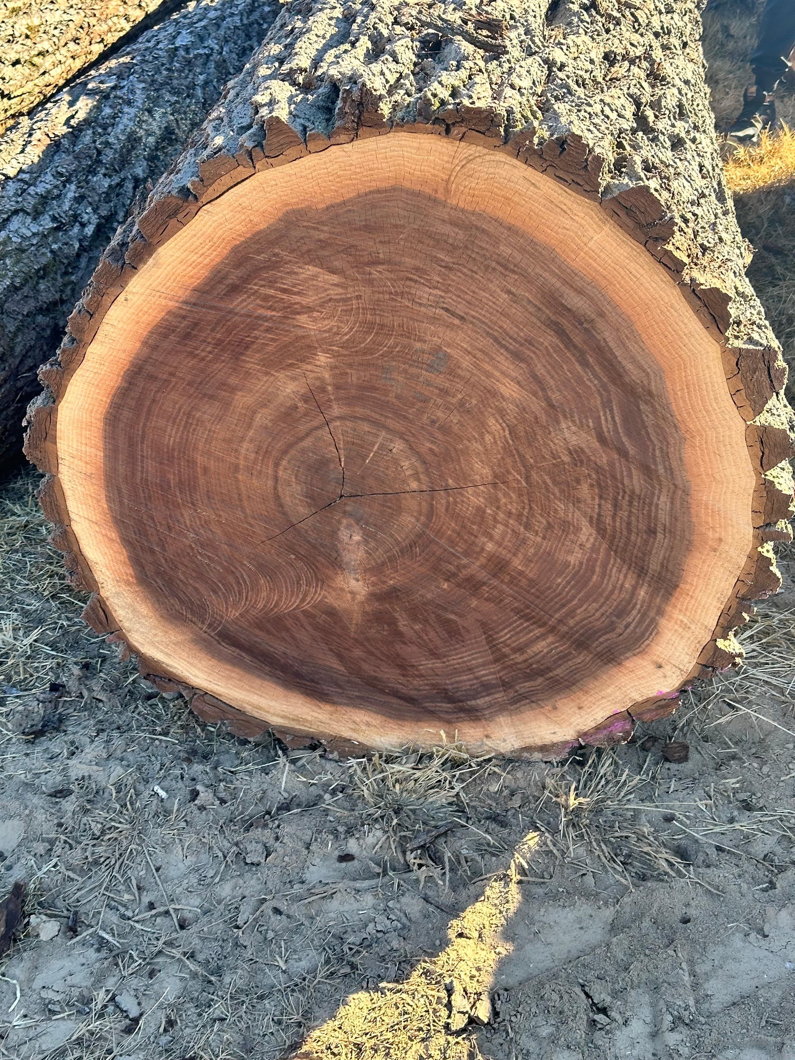 American black walnut log end showing rich chocolate-brown heartwood and concentric growth rings
