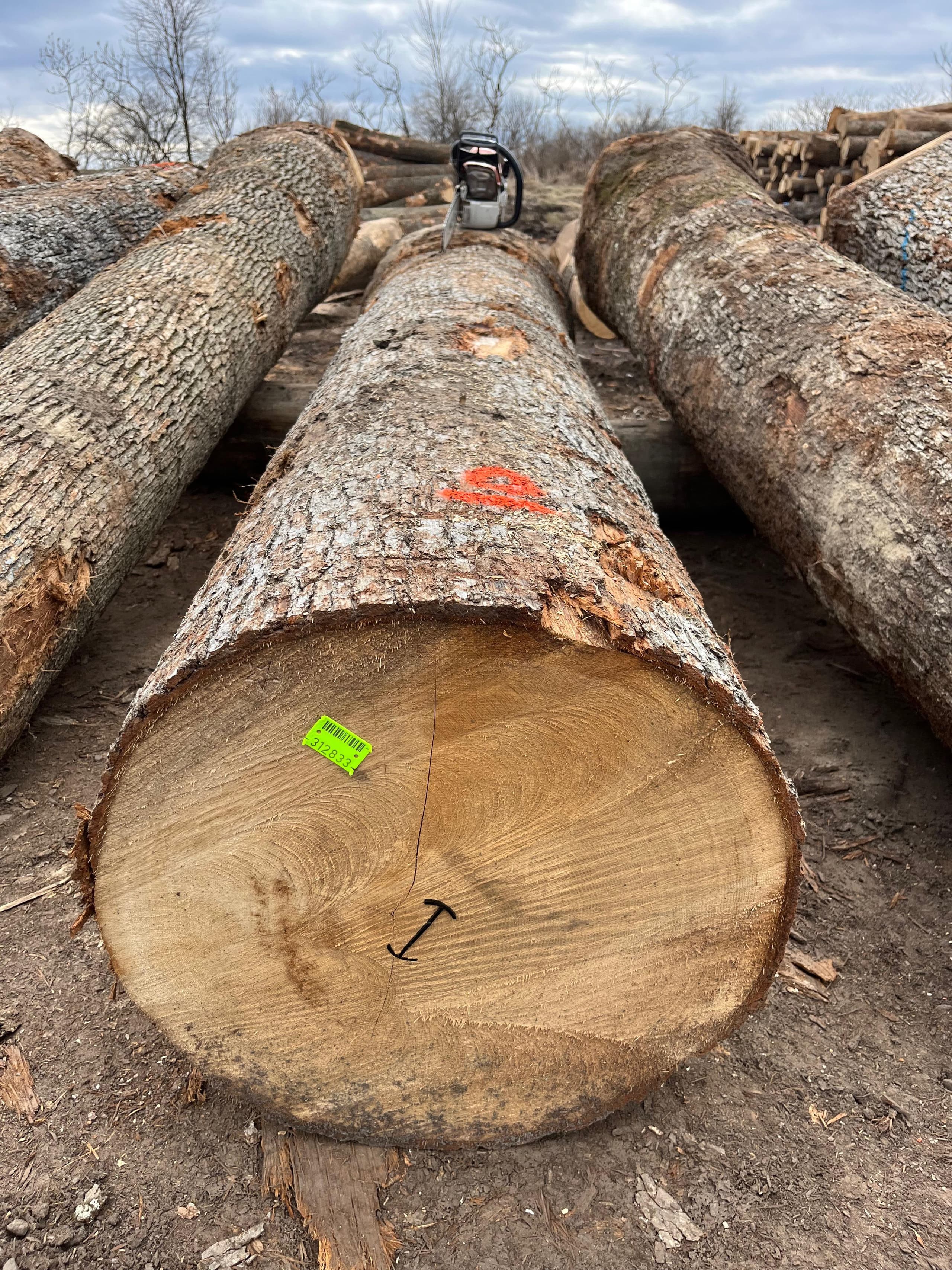 American white oak veneer log, sawn end showing tight growth rings and pale creamy heartwood, graded and marked in the yard